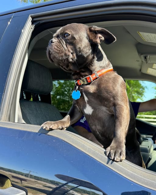 Cooper — the Auburn Camper Rentals mascot